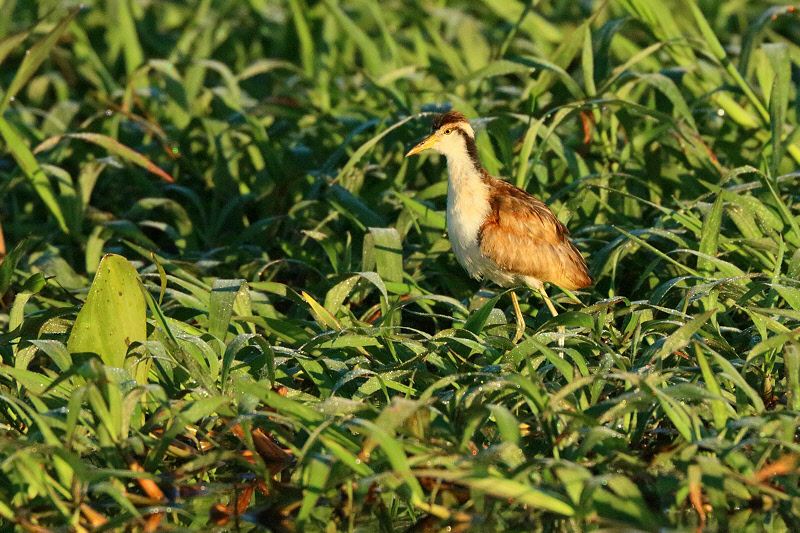 Wattled Jacana (8350)