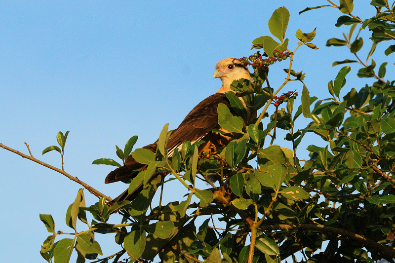 Yellow-headed Caracara (6094)