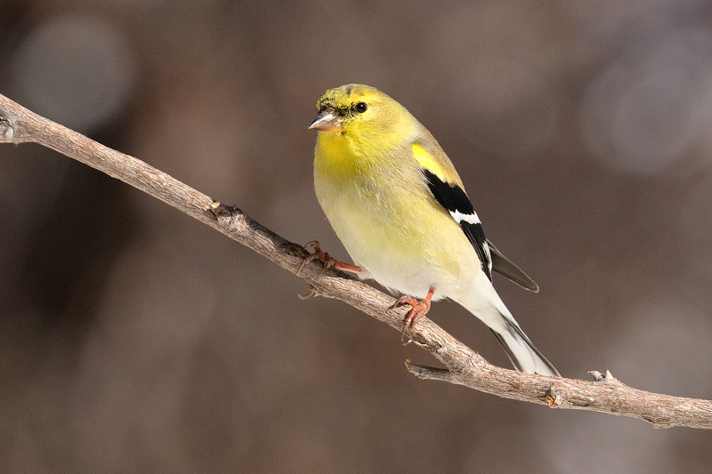 American Goldfinch (2281)