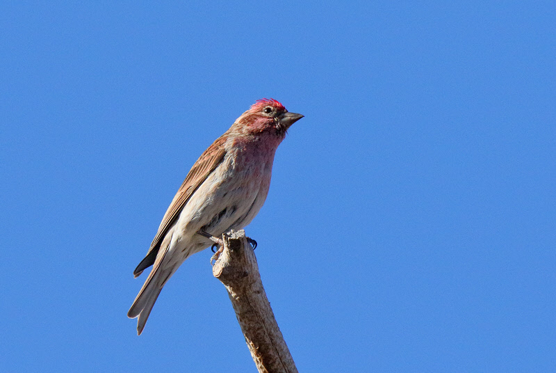Cassin's Finch (Adult Male) (2696)