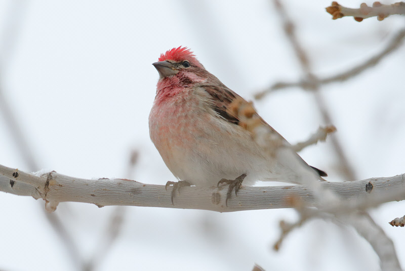 Cassin's Finch (Adult Male) (1598)