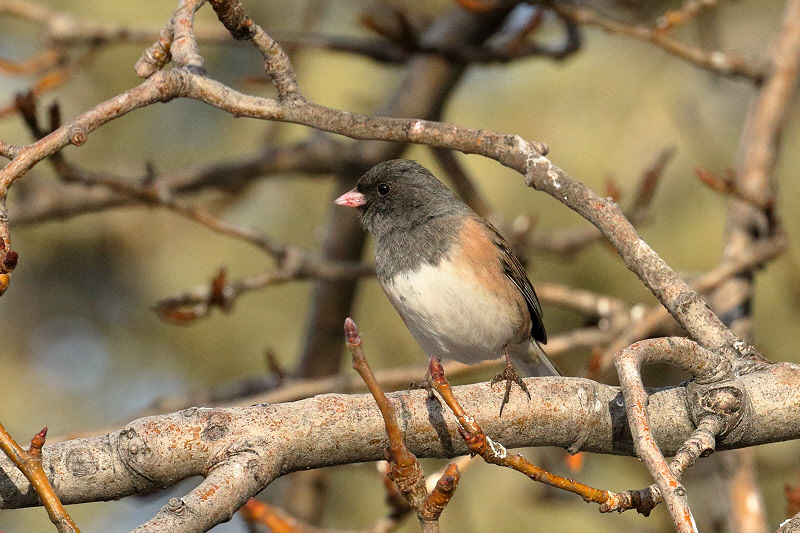 Dark-eyed Junco (Oregon) (2321)