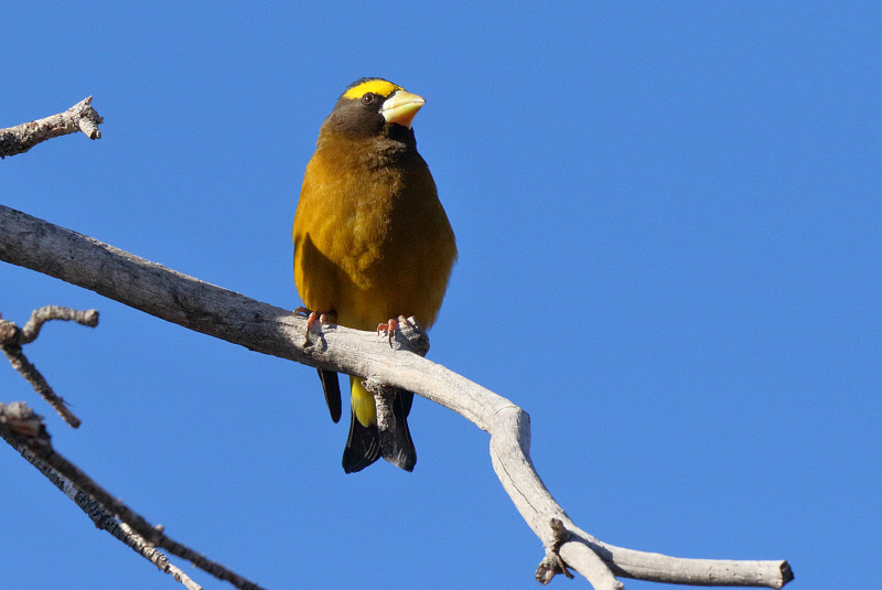 Evening Grosbeak (2714)