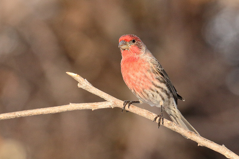 House Finch (Male) (2331)