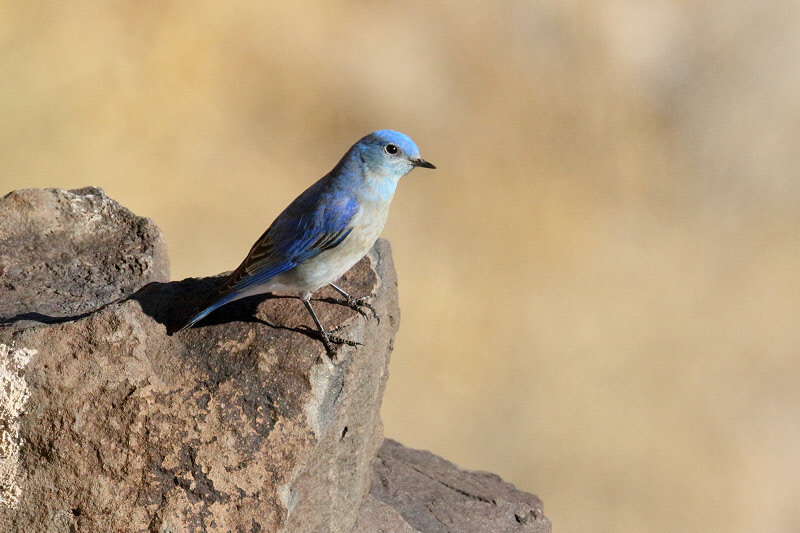 Mountain Bluebird (1953)