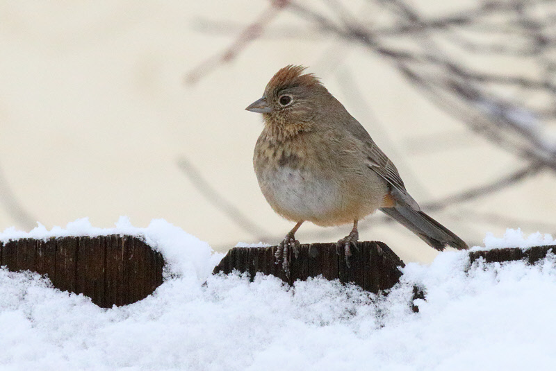 Canyon Towhee (3031)