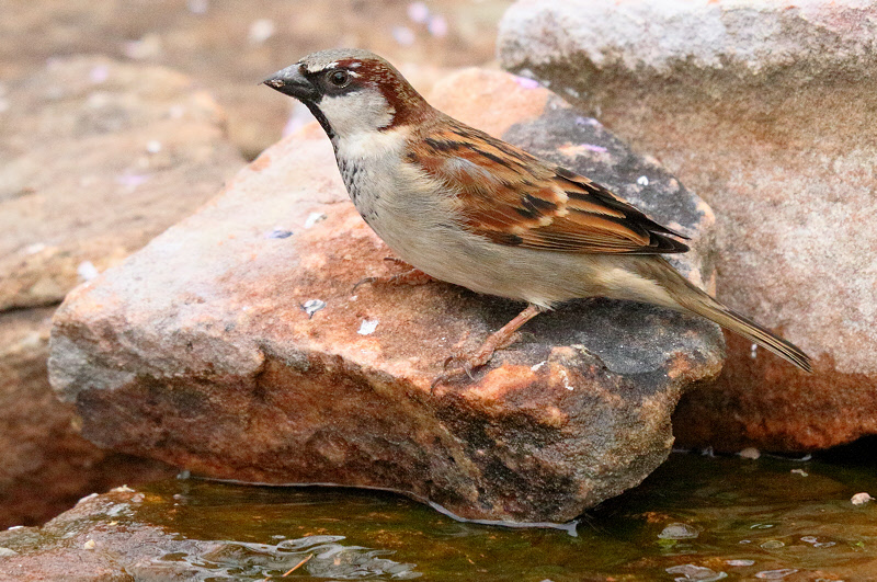 House Sparrow (2926)