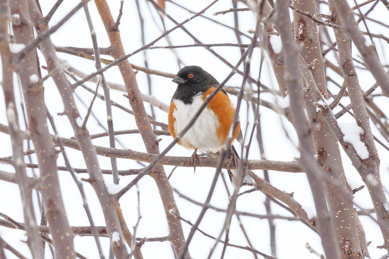 Spotted Towhee (3086)