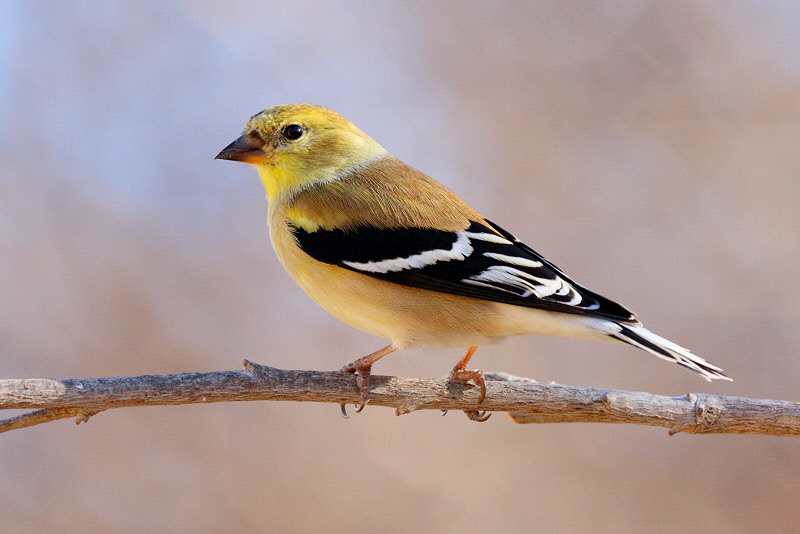 American Goldfinch (3260)