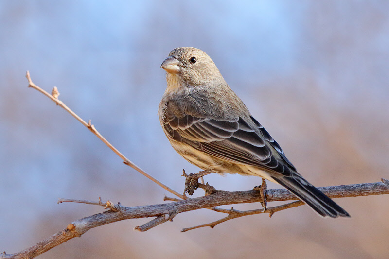 House Finch (Female) (3200)