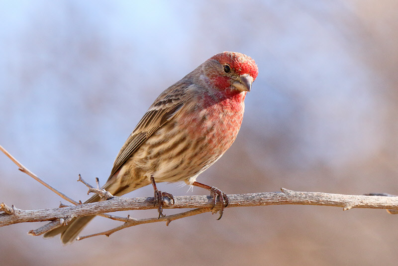 House Finch (Male) (3339)