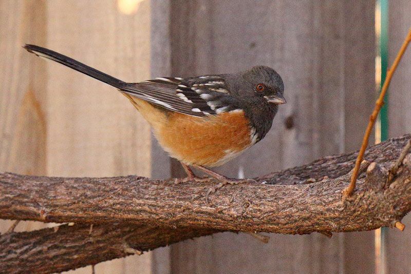 Spotted Towhee (3318)