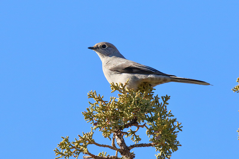 Townsend's Solitaire (4131)