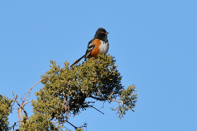 Spotted Towhee (4250)