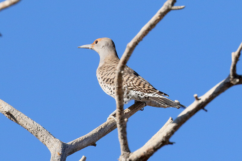 Northern Flicker (red-shafted) (4278)