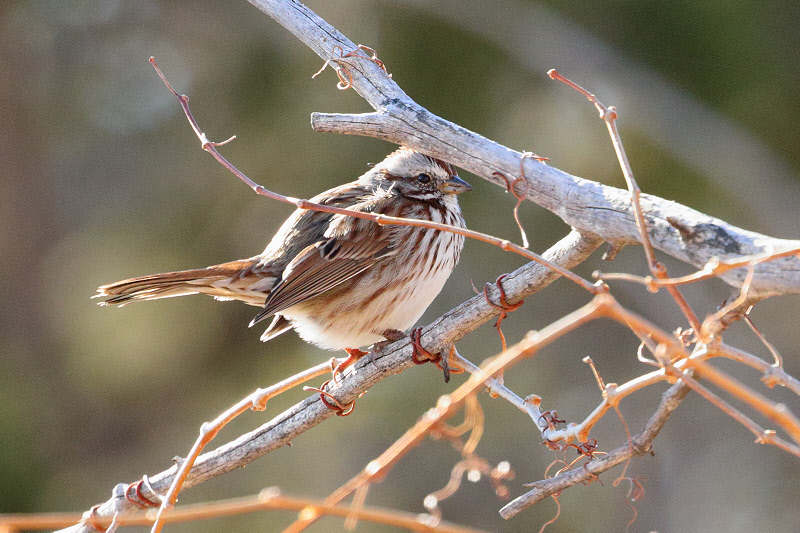 Song Sparrow (4298)