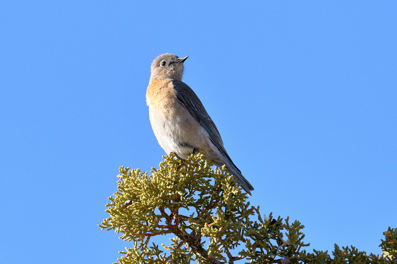 Western Bluebird (4349)