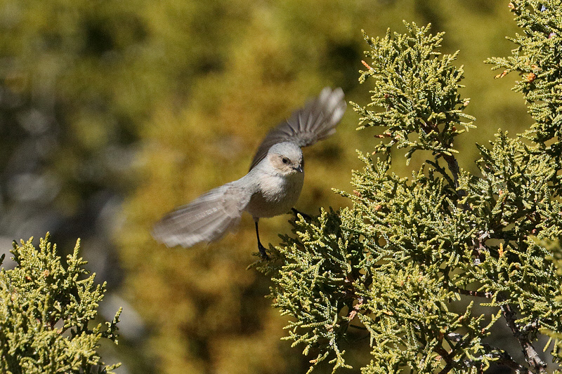 Bushtit (4412)