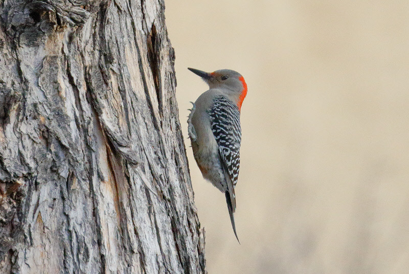 Red-bellied Woodpecker (4813)