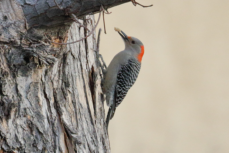 Red-bellied Woodpecker (4820)