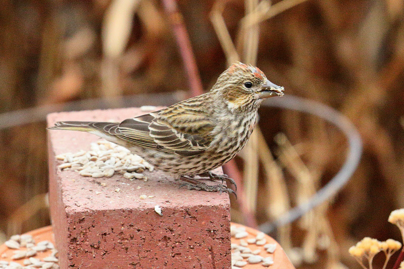 Cassin's Finch (molting) (5351)