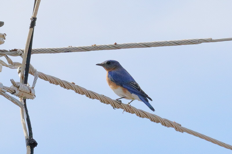Eastern Bluebird (6207)