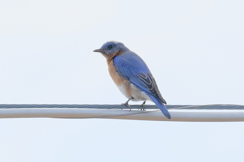Eastern Bluebird (6251)