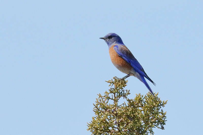 Western Bluebird (6330)