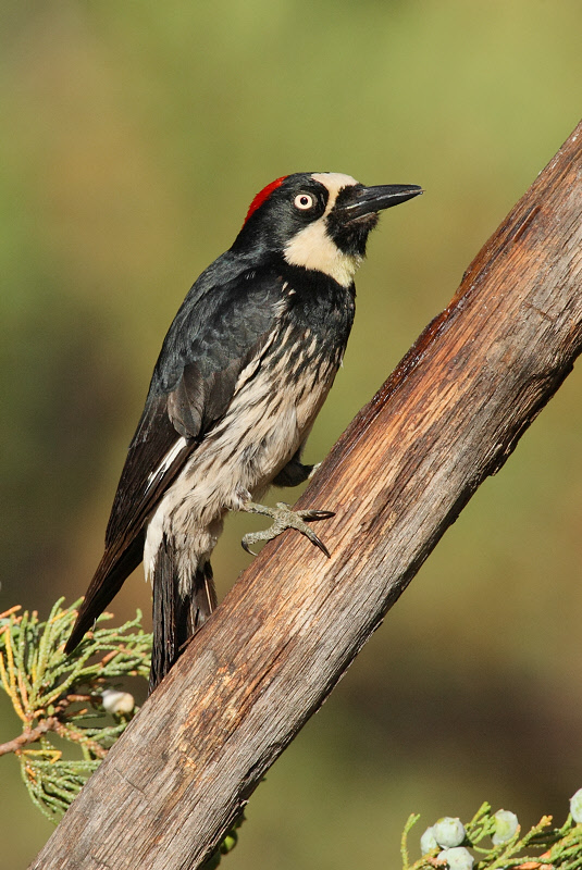 Acorn Woodpecker (Female) (7226)