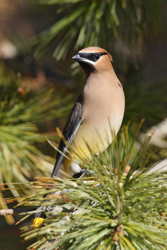 Cedar Waxwing (1184)