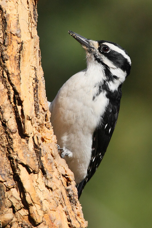 Hairy Woodpecker (Female) (3258)