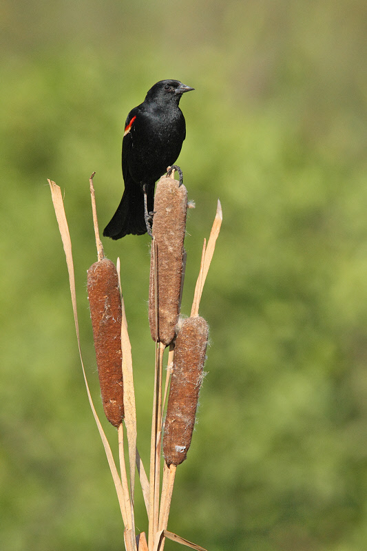Red-winged Blackbird (3848)
