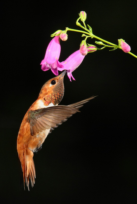 Rufous Hummingbird (Male) (4778)