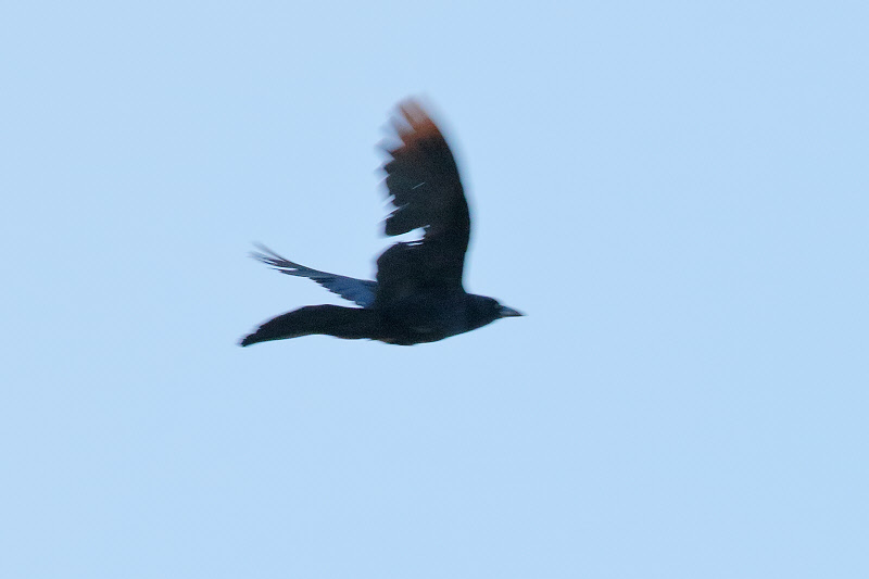 Great-tailed Grackle (9307)