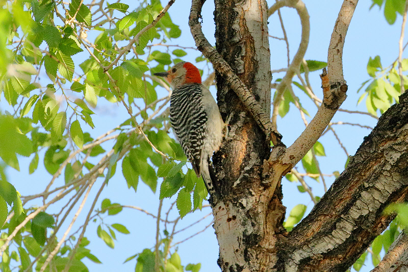 Red-bellied Woodopecker (9494)