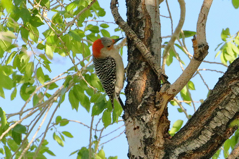 Red-bellied Woodpecker (9486)