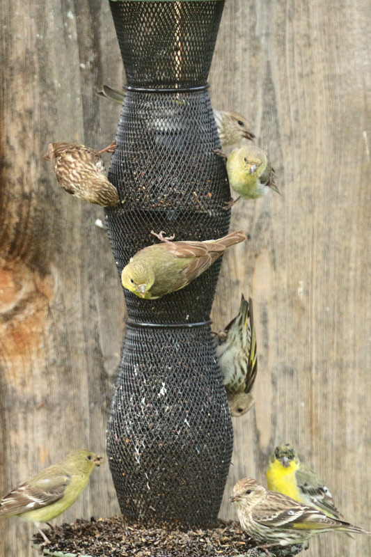 Lesser Goldfinch (brown primaries) (9551)