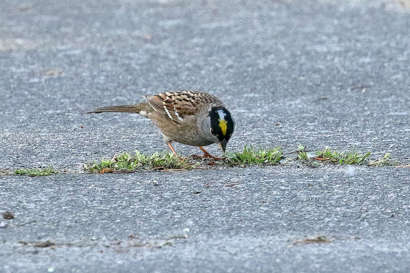 Golden-crowned Sparrow (9892)