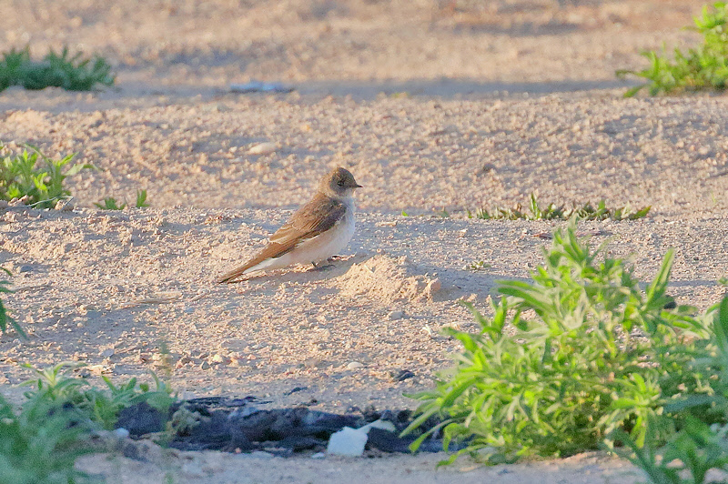 Northern Rough-winged Swallow (2214)
