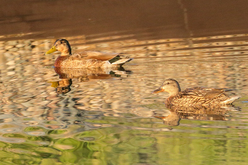 Ducks, assuming domestic Mallards, at WRWTF (2184)