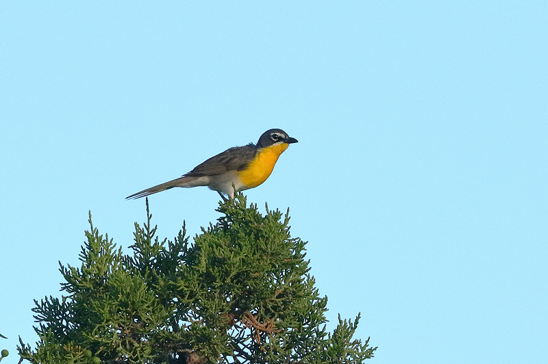 Yellow-breasted Chat (3961)