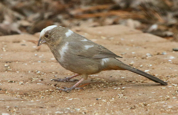 Canyon Towhee leucistic (3181)