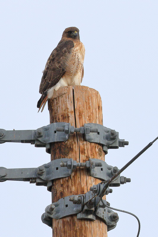 Red-tailed Hawk (0307)
