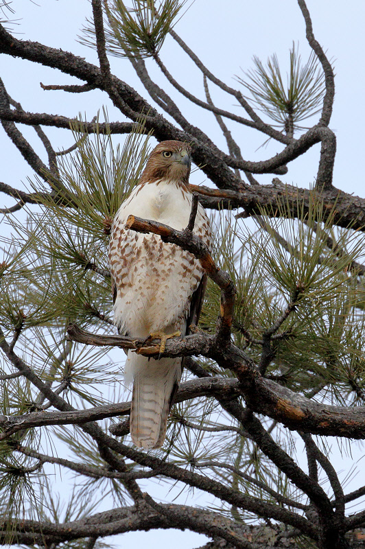 Red-tailed Hawk (0318)