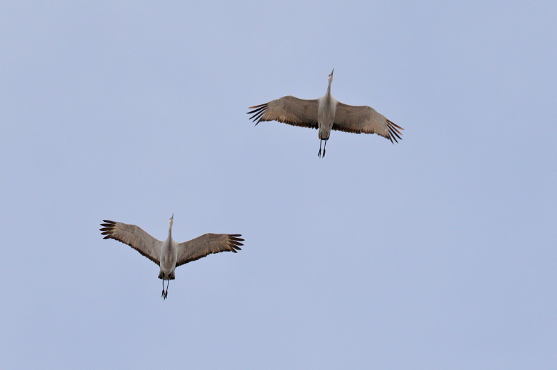 Sandhill Cranes (0272)