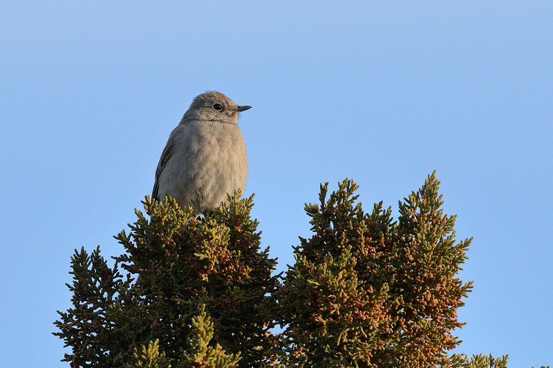 Townsend's Solitaire (0001)