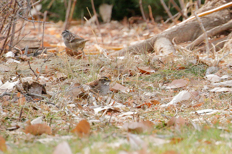 White-throated Sparrow (0124)