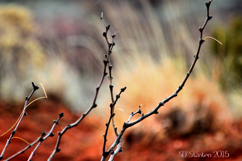 branches