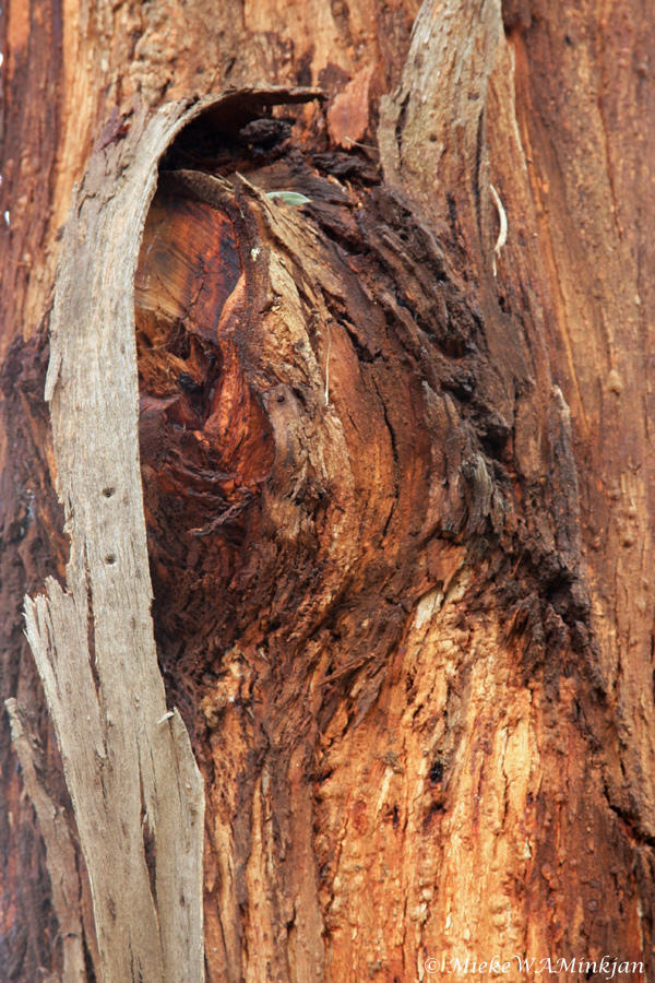 Knot in a tree