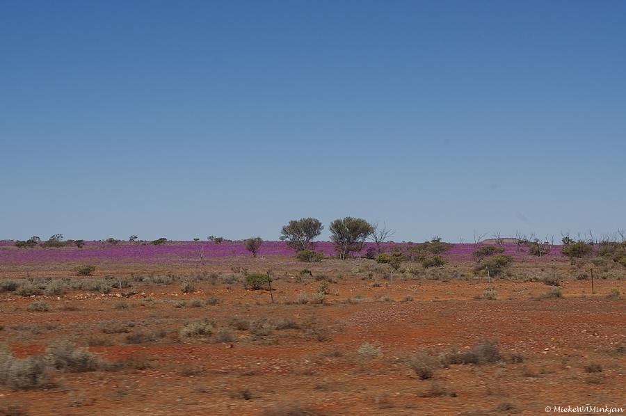 The desert is flowering